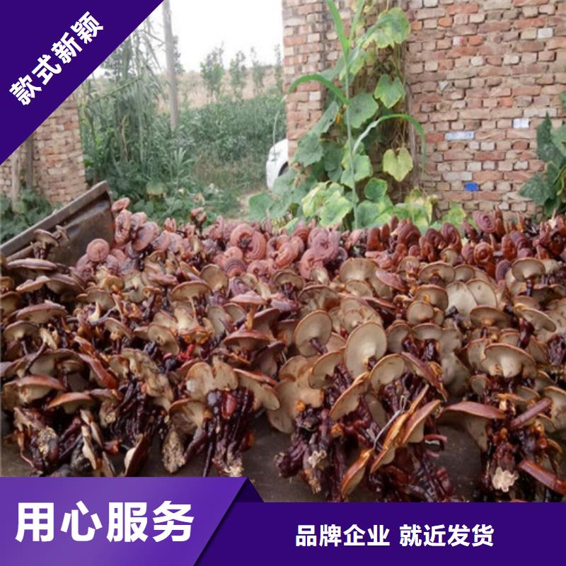 
灵芝粉
-
灵芝粉
现货一手价格