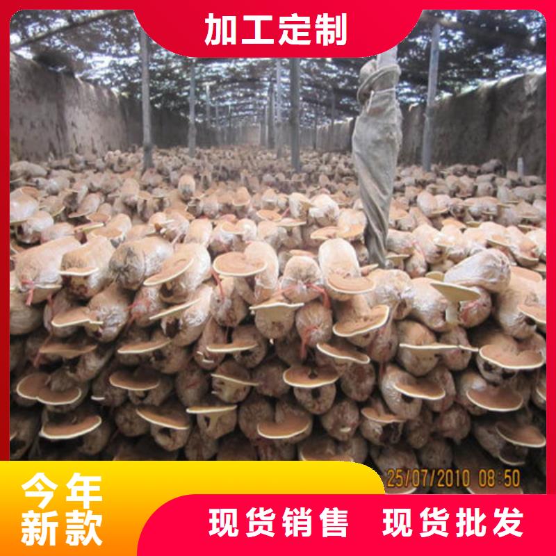 优质
孢子灵芝的批发商当地生产厂家
