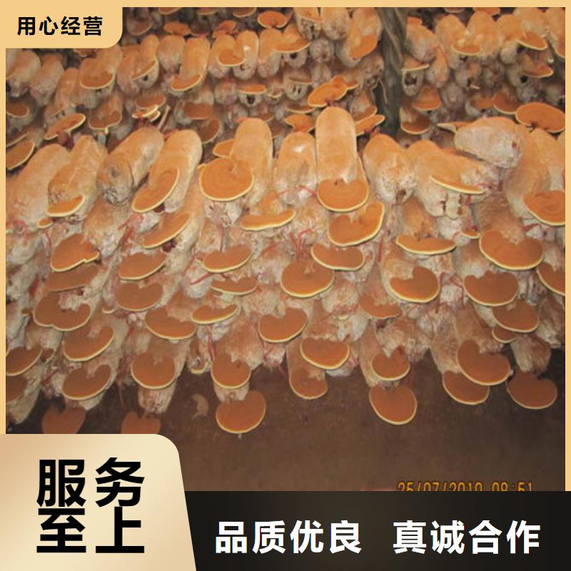 灵芝实体生产厂家同城制造商