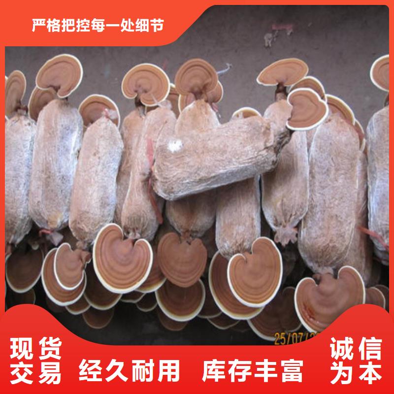 灵芝超细粉现货充足厂家自营