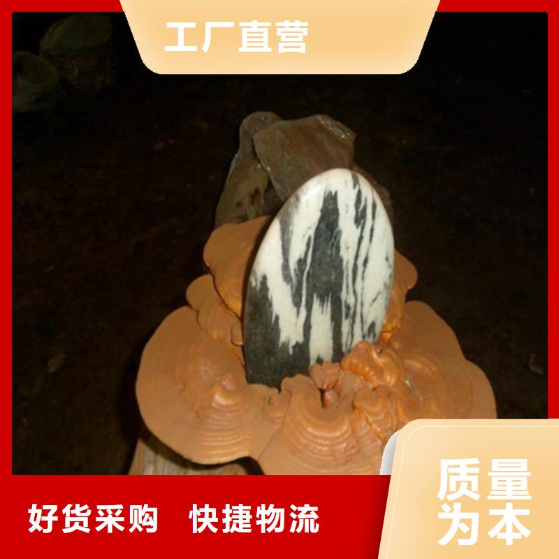 灵芝子实体服务至上专业品质