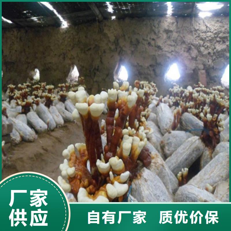 找
灵芝粉全国统一价产品细节