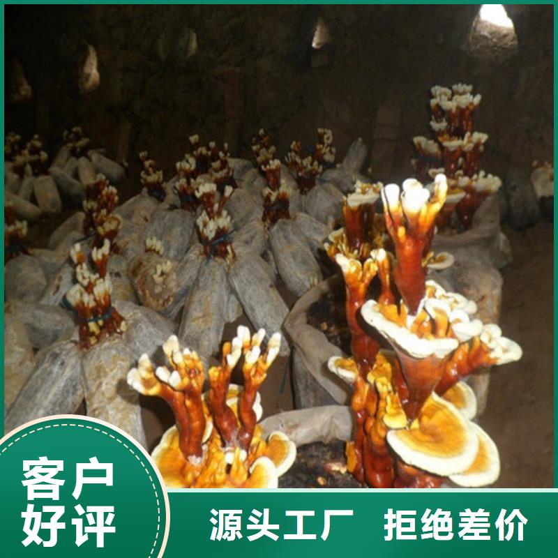 值得信赖的
孢子灵芝厂家当地服务商