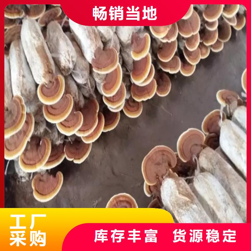 
孢子灵芝质检合格当地公司