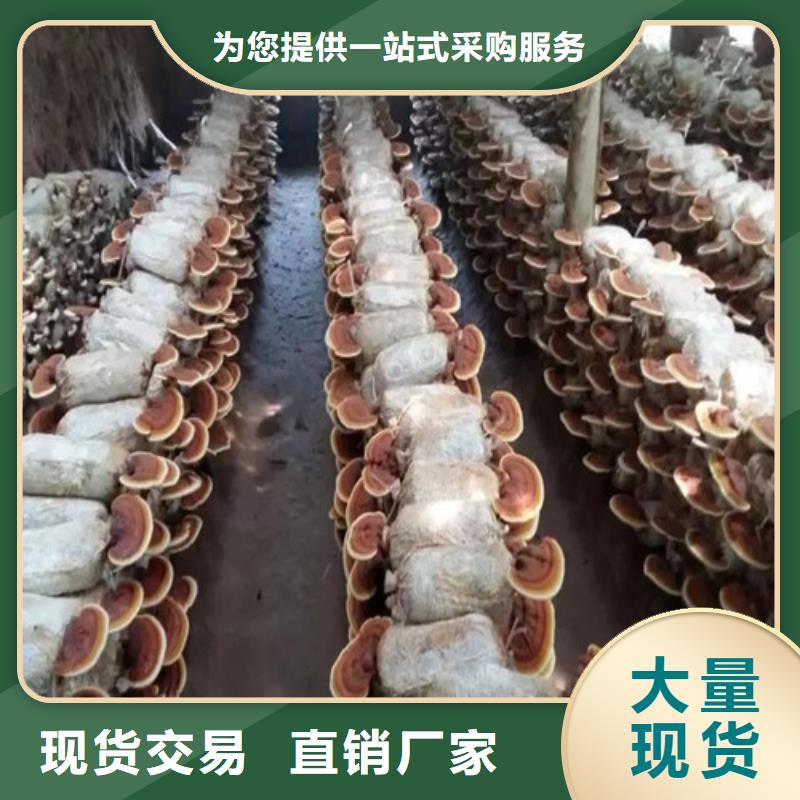 
灵芝孢子粉产品质量优良一站式供应厂家