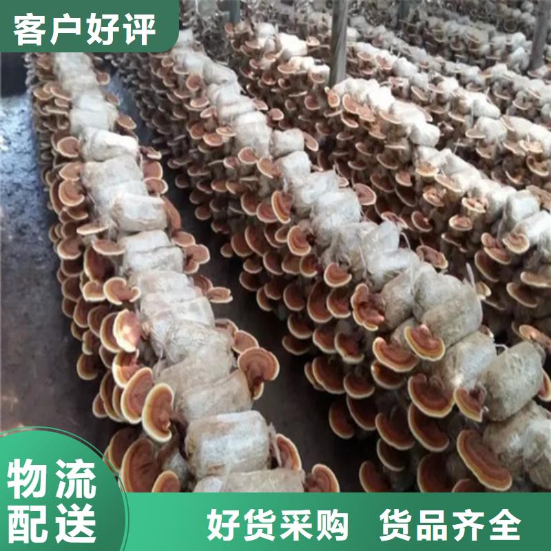 灵芝超微粉销量高生产型