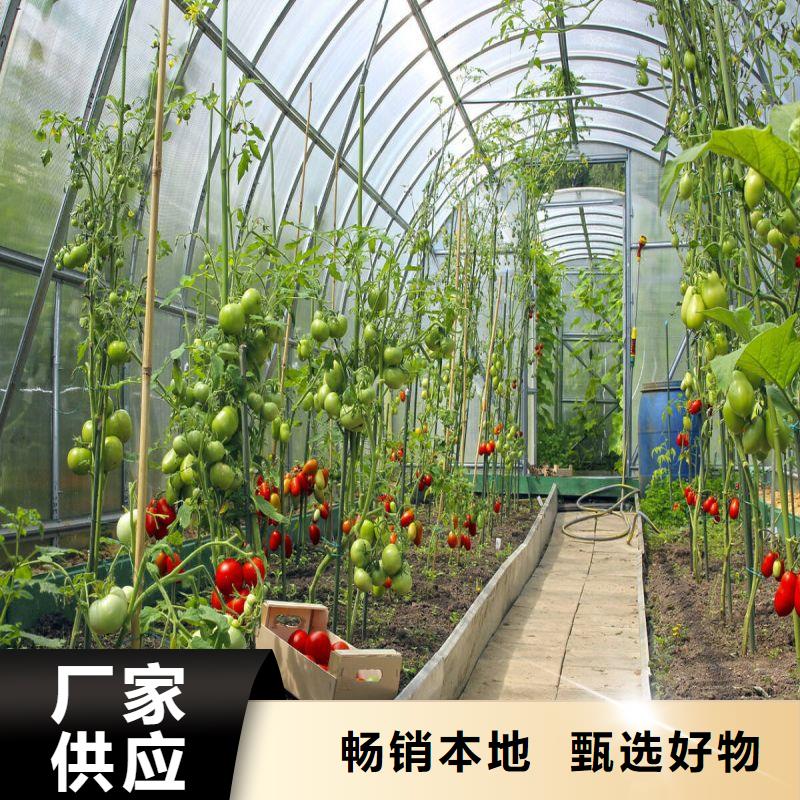 金湾塑料薄膜大棚品质保证现货充足