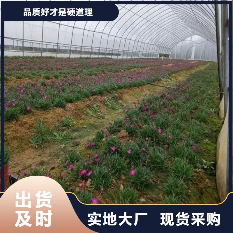 单体温室制造厂家当地供应商