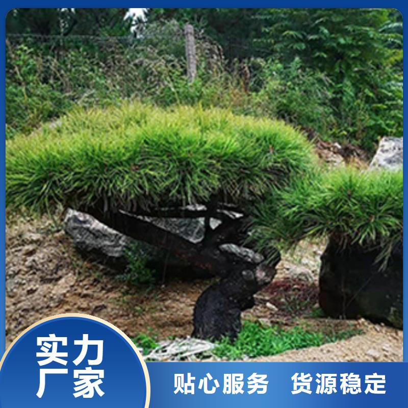 景观松可定制厂家本地厂家