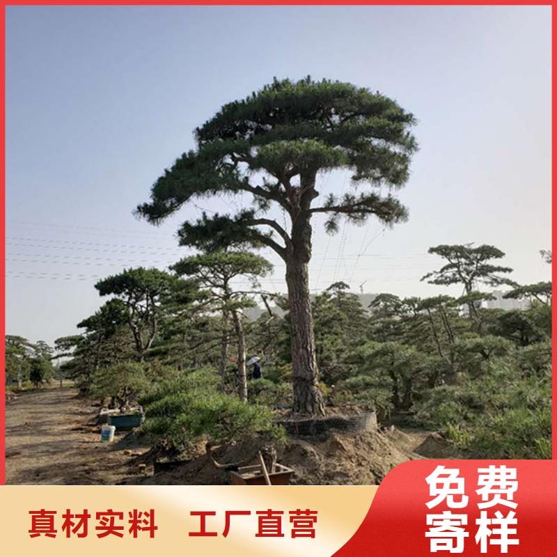 买造型景观松必看-质量有保障精选厂家好货