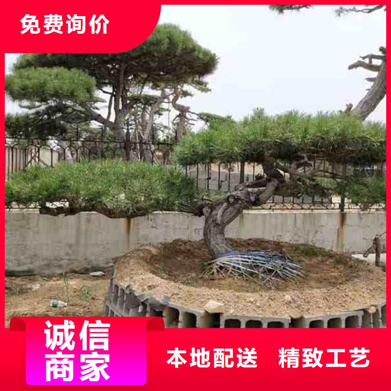 生产造型黑松_优质厂家同城厂家