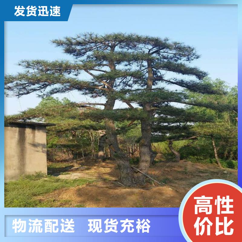 泰山风景松发货快种类丰富