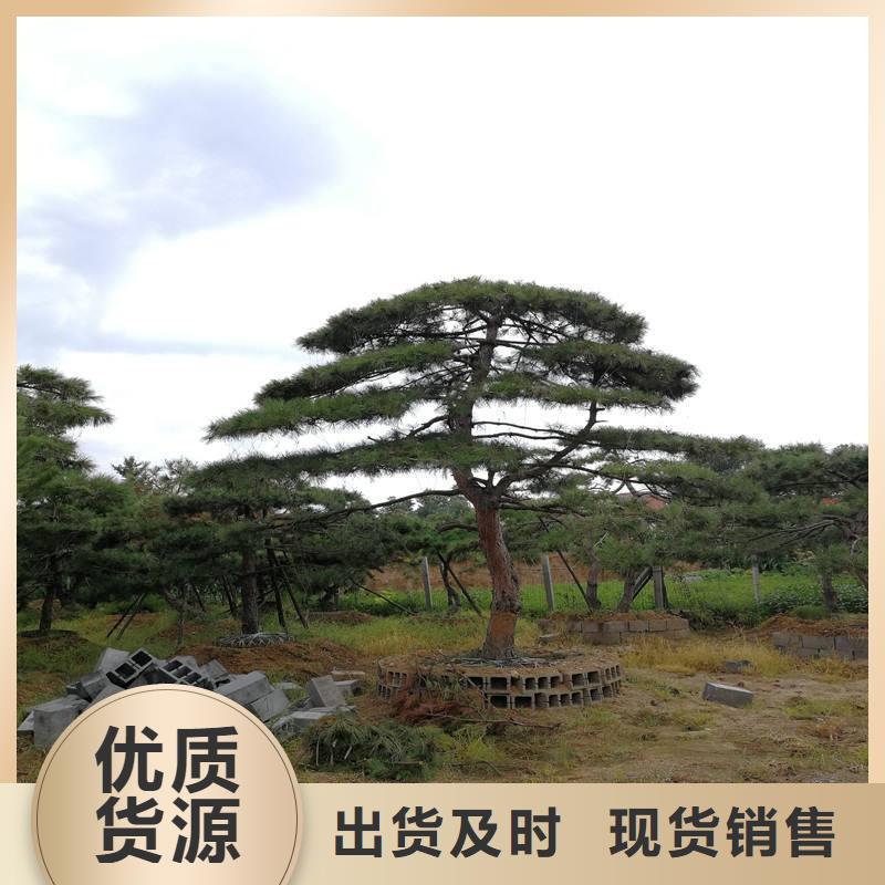 可定制的造型景松供货商规格齐全实力厂家