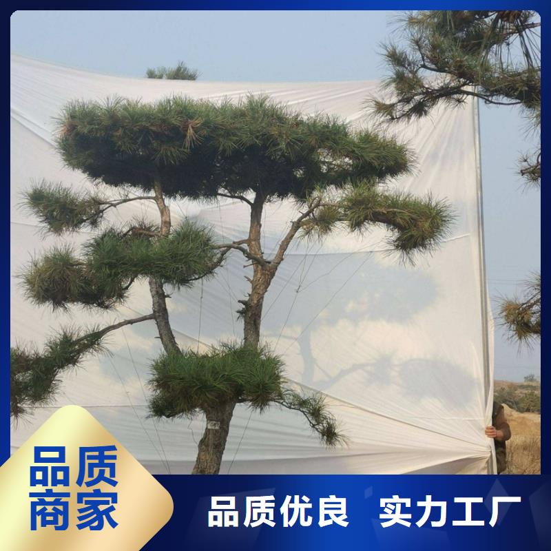 景观松免费询价支持非标定制