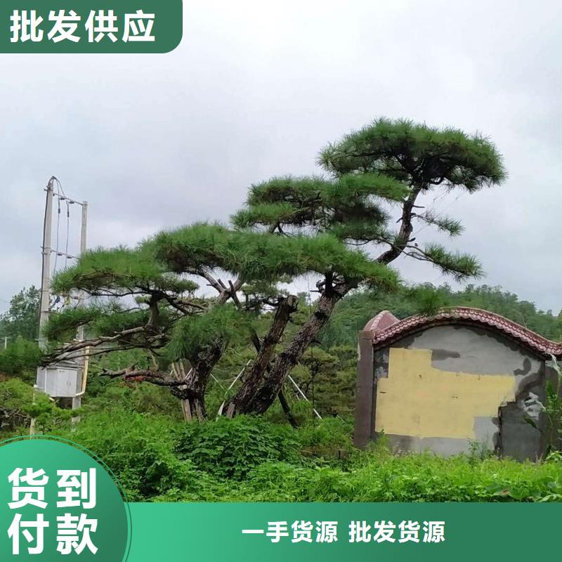 泰山风景松品牌供货商精选厂家好货