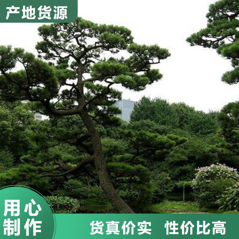 泰山风景松现货直发现货齐全售后无忧