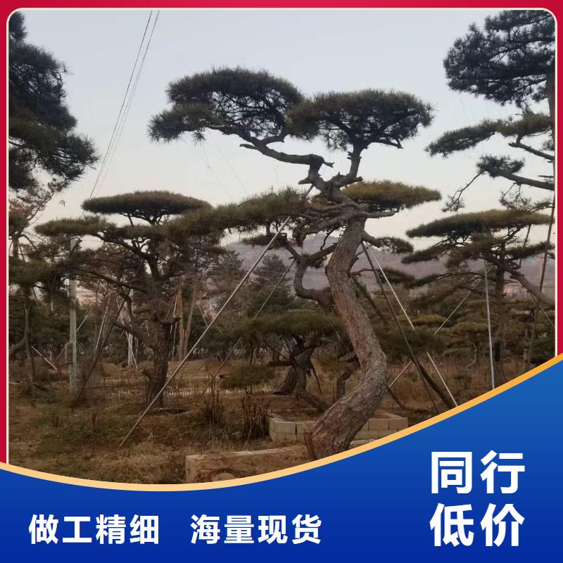造型景观松施工队伍同城厂家