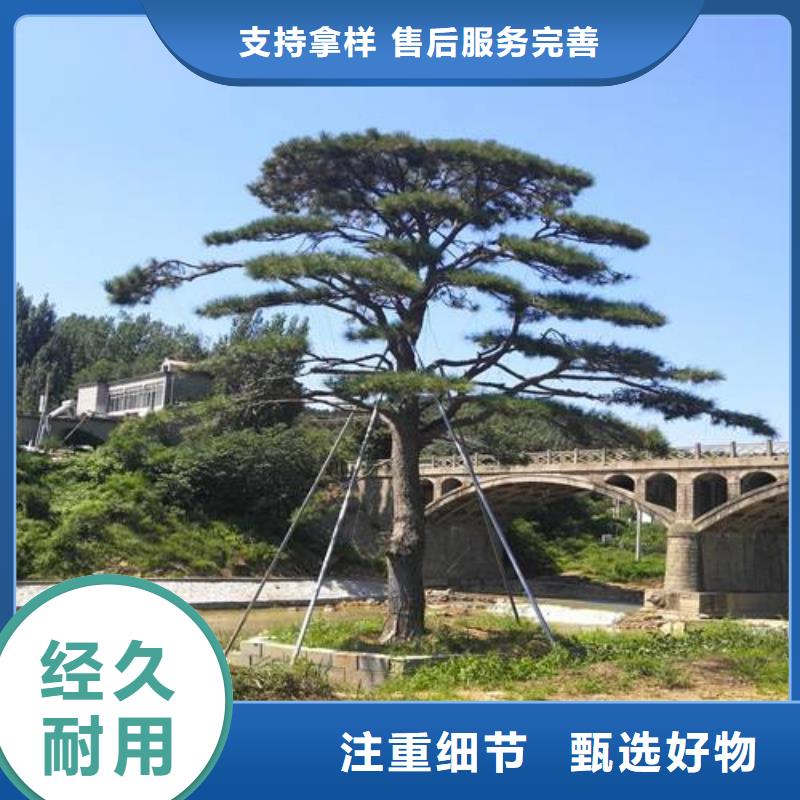 卖造型松树的实力厂家用心经营