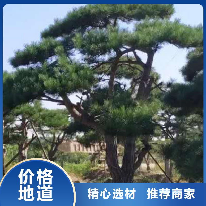 定制景观松的基地当地制造商