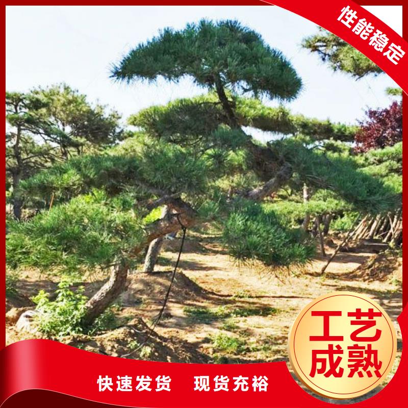 造型松品质保证满足客户所需