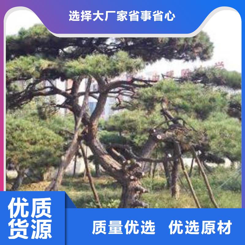 油松用心服务精心打造