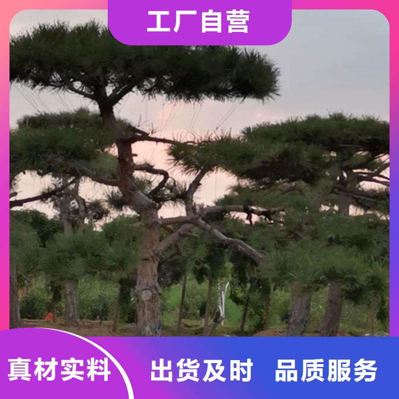 服务周到的造型松树生产厂家库存充足