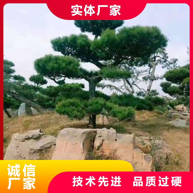 诚信的异型松厂家当地供应商