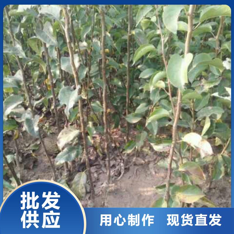 秋月梨苗亩产多少源头工厂