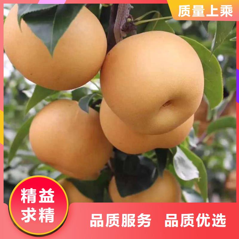 秋月梨种植苗几年结果正规厂家