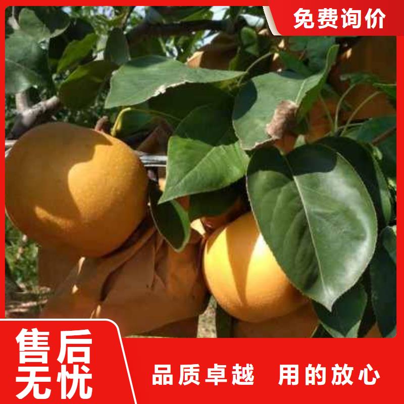 秋月梨种植苗原产地品质保障价格合理