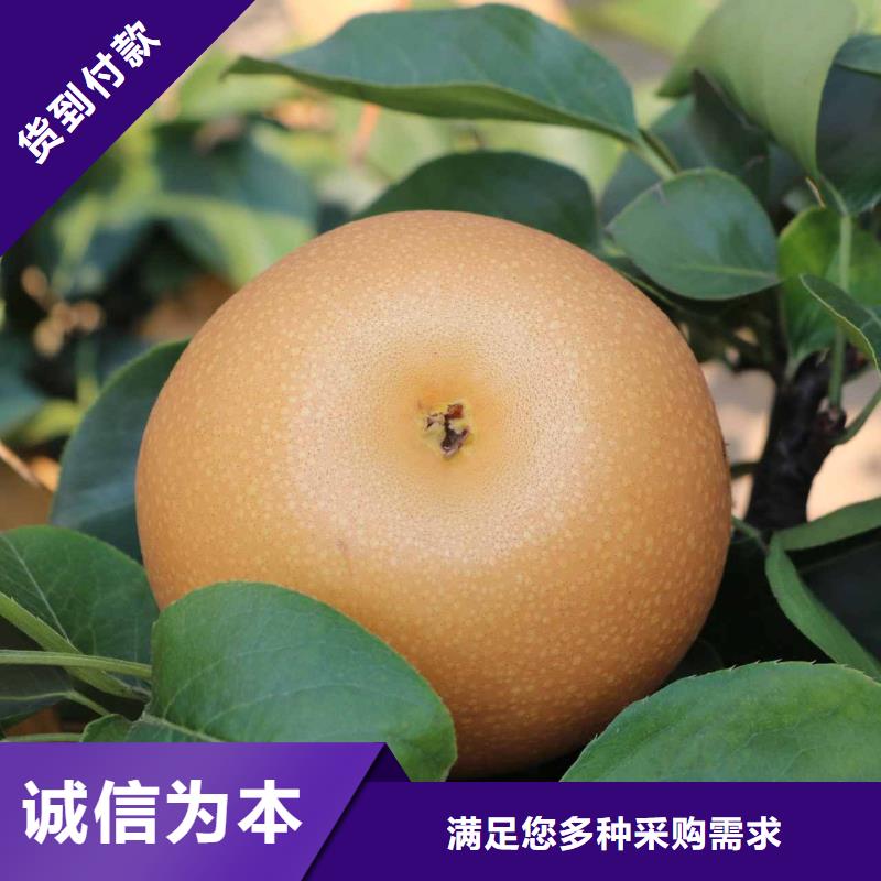 秋月梨苗厂家本地供应商
