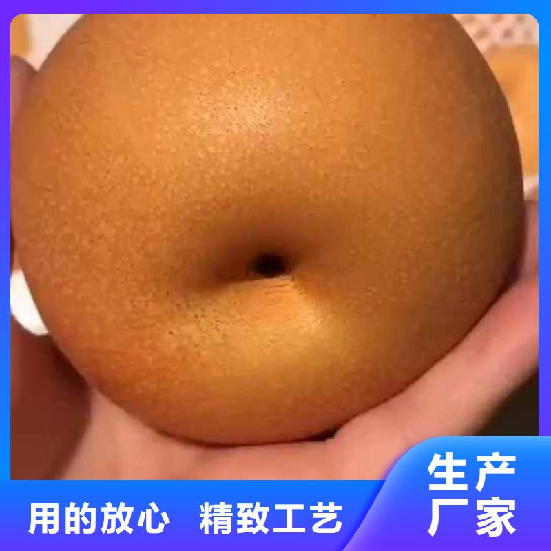 秋月梨树苗哪里的数量大24小时下单发货