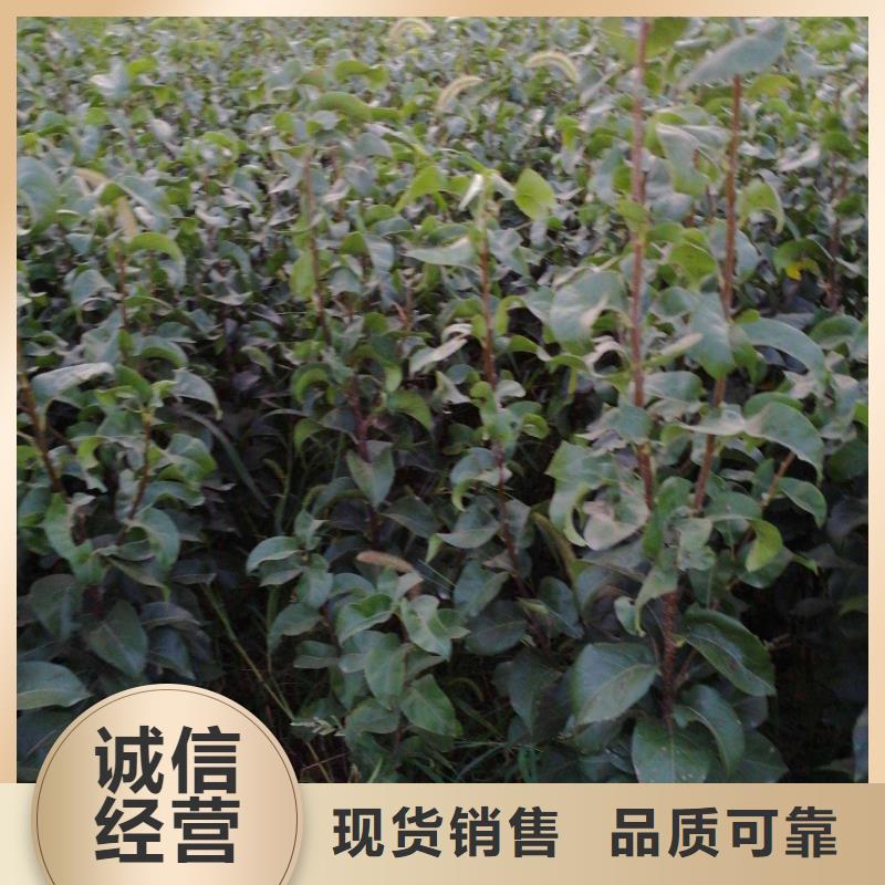 秋月梨种植苗种植时间大量现货