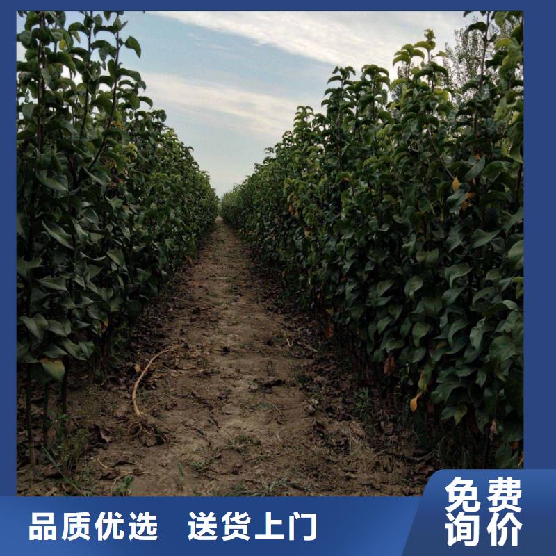 秋月梨苗栽培时间买的放心安兴用的舒心
