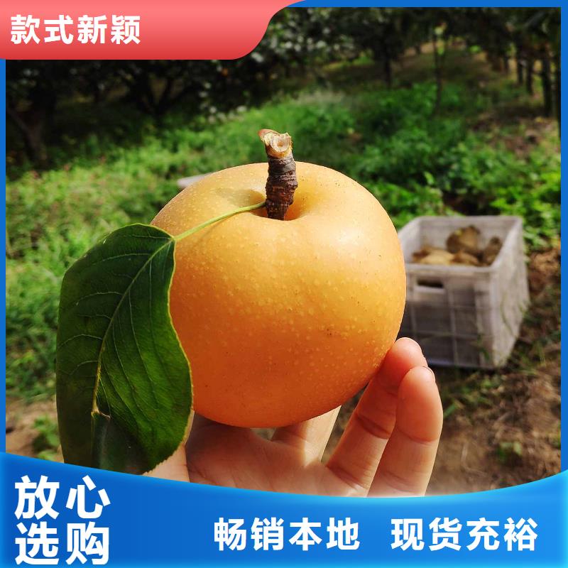 秋月梨种植苗新品种本地服务商