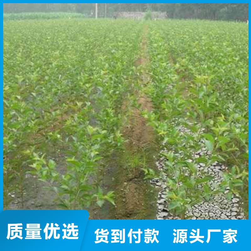 秋月梨种植苗品种当地生产厂家