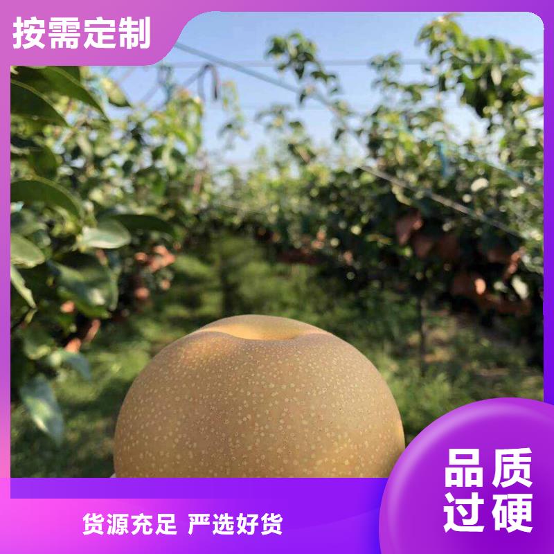 秋月梨树苗原产地保障产品质量