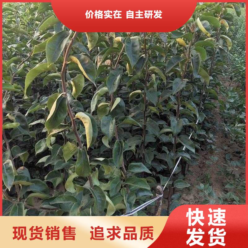 秋月梨苗怎么卖当地厂家