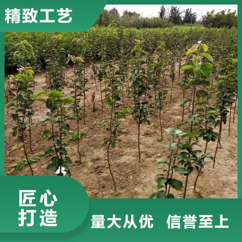 秋月梨树苗一亩地种植利润同城生产厂家