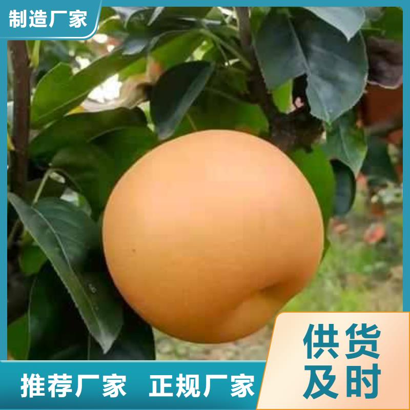 秋月梨种植苗管理方式当地厂家
