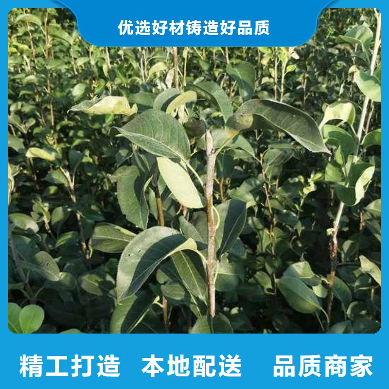 秋月梨种植苗厂家当地生产厂家