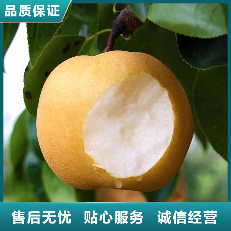 秋月梨种植苗原产地同城生产厂家