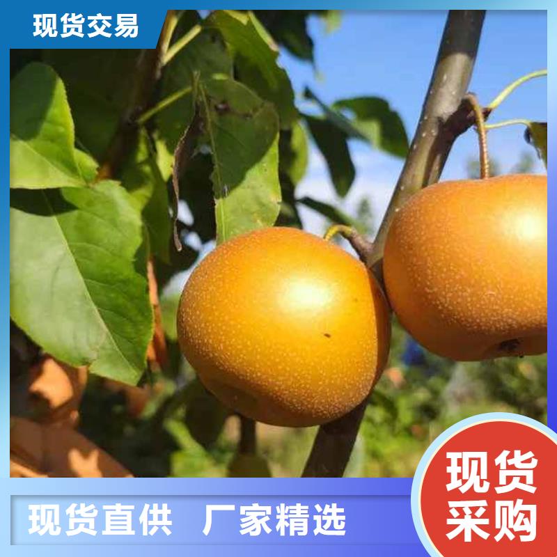 秋月梨苗苗木经销处批发货源
