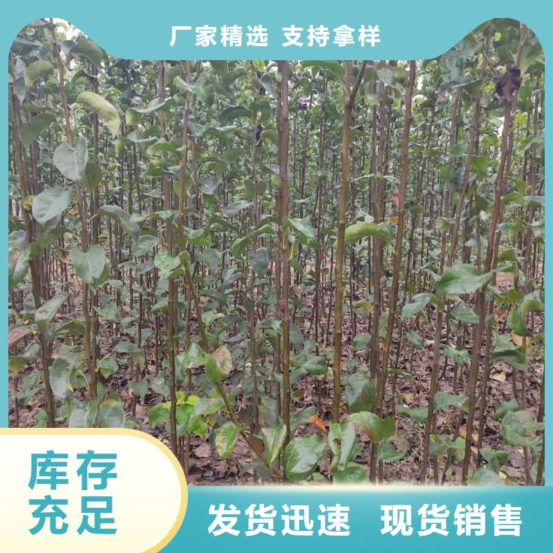 秋月梨种植苗苗木基地当地经销商