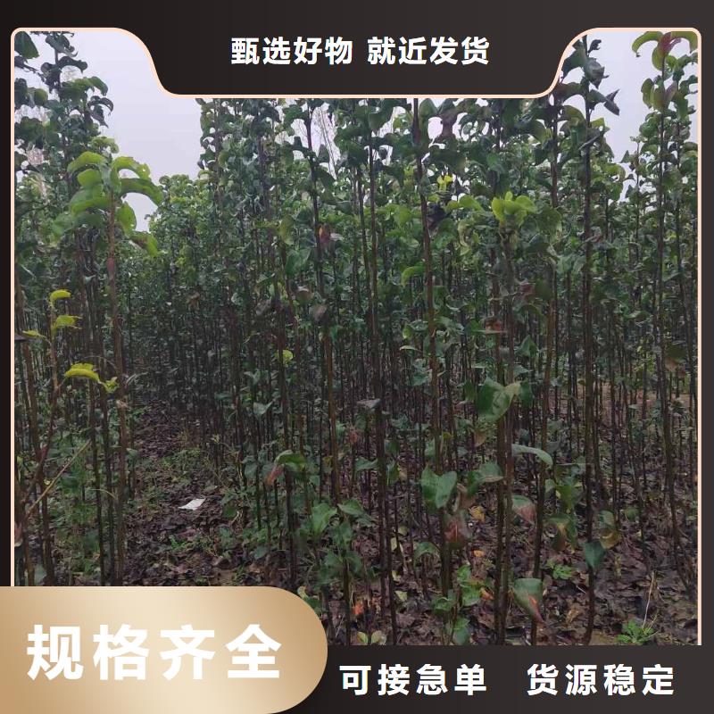 秋月梨种植苗合作社本地货源