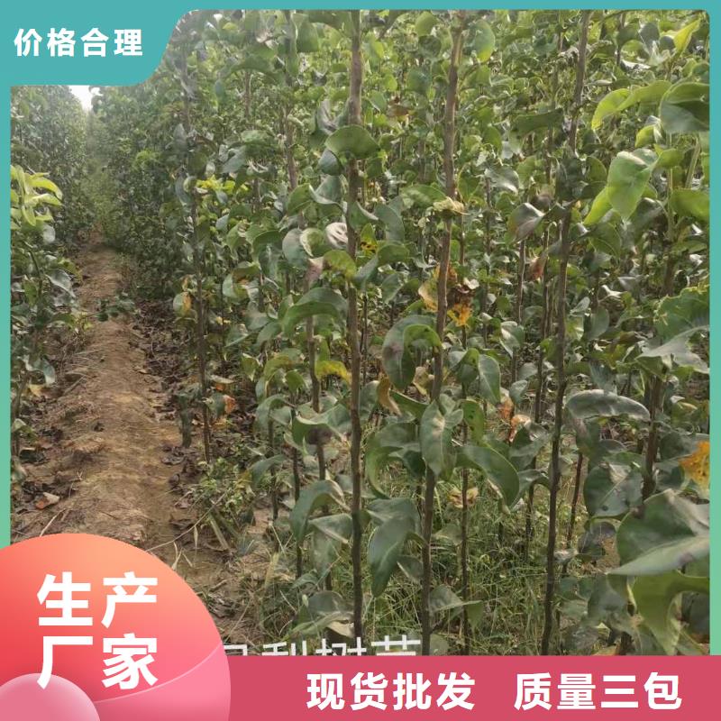 秋月梨种植苗新品种产地直供