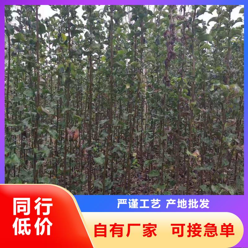 秋月梨苗求购本地生产厂家