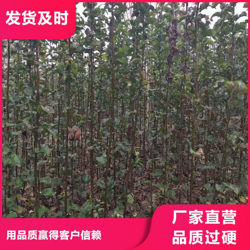 秋月梨苗批发当地公司