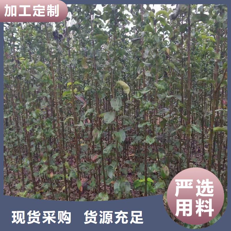 秋月梨苗供应严选好货