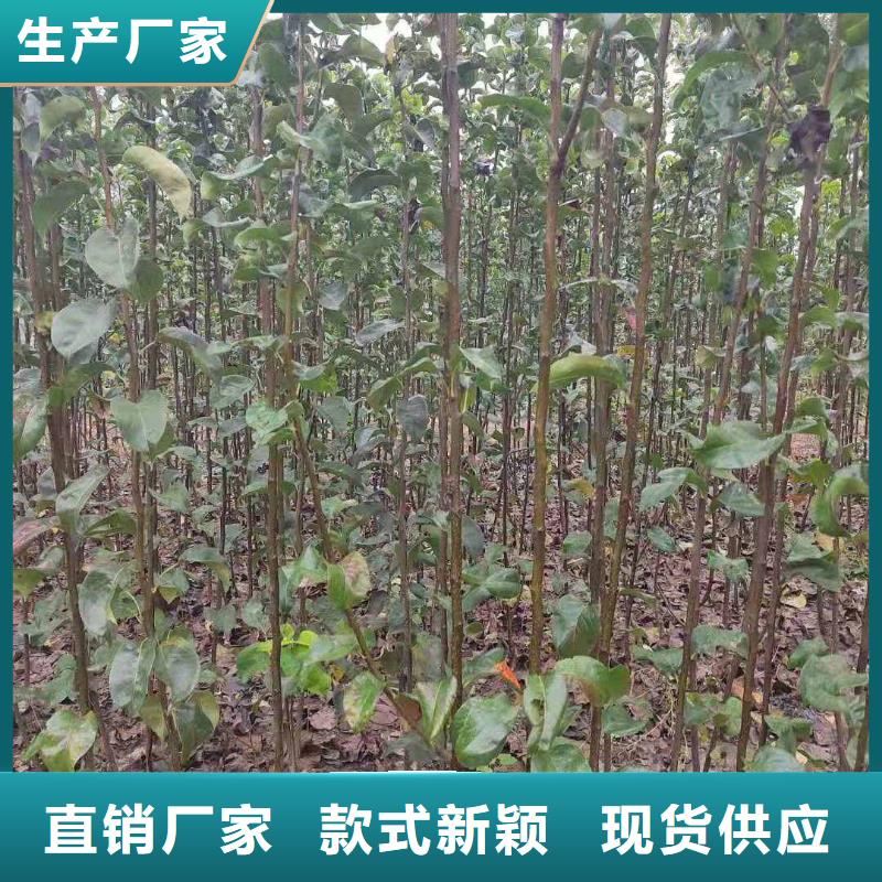 秋月梨树苗基地图片当地货源